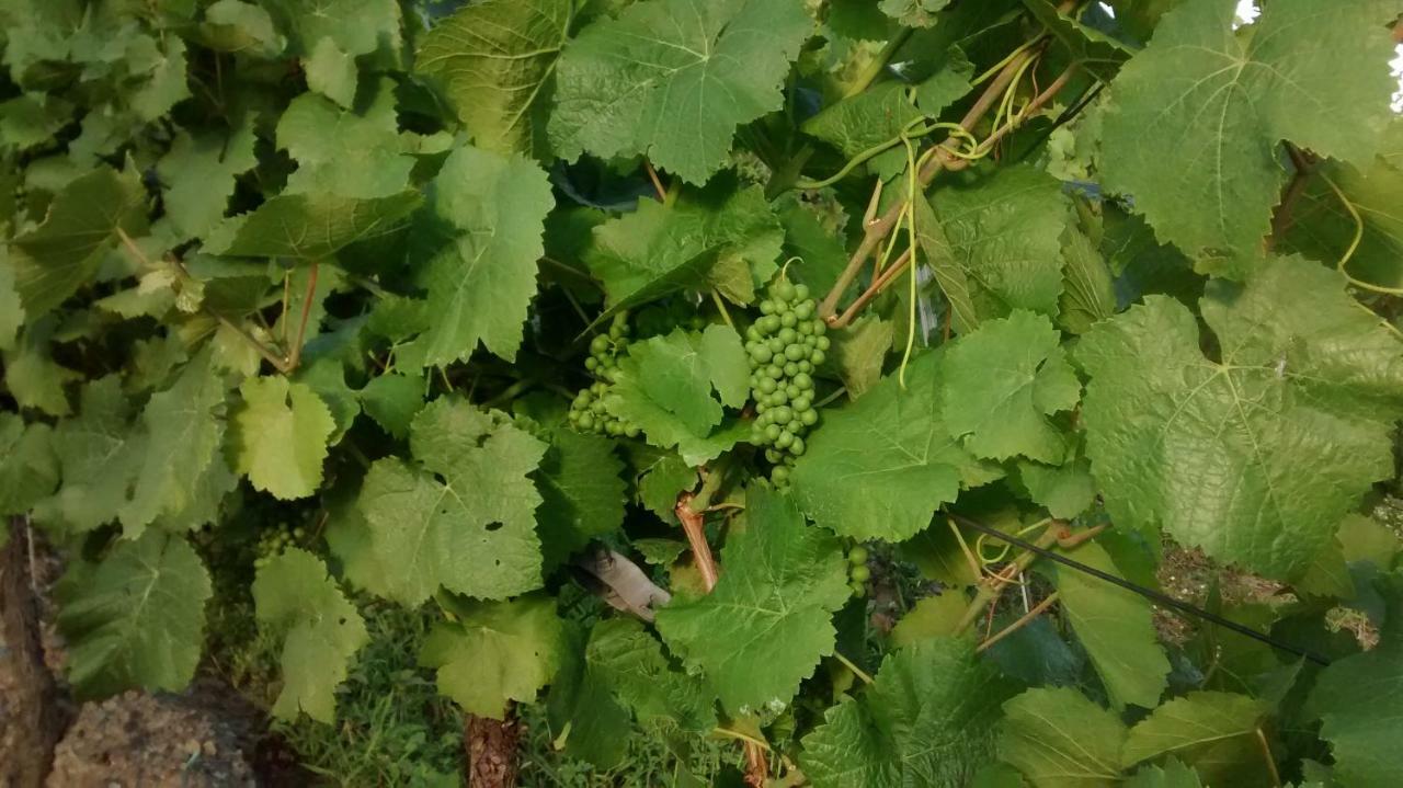 Weingut Sauer-Kettermann Villa Enkirch Dış mekan fotoğraf